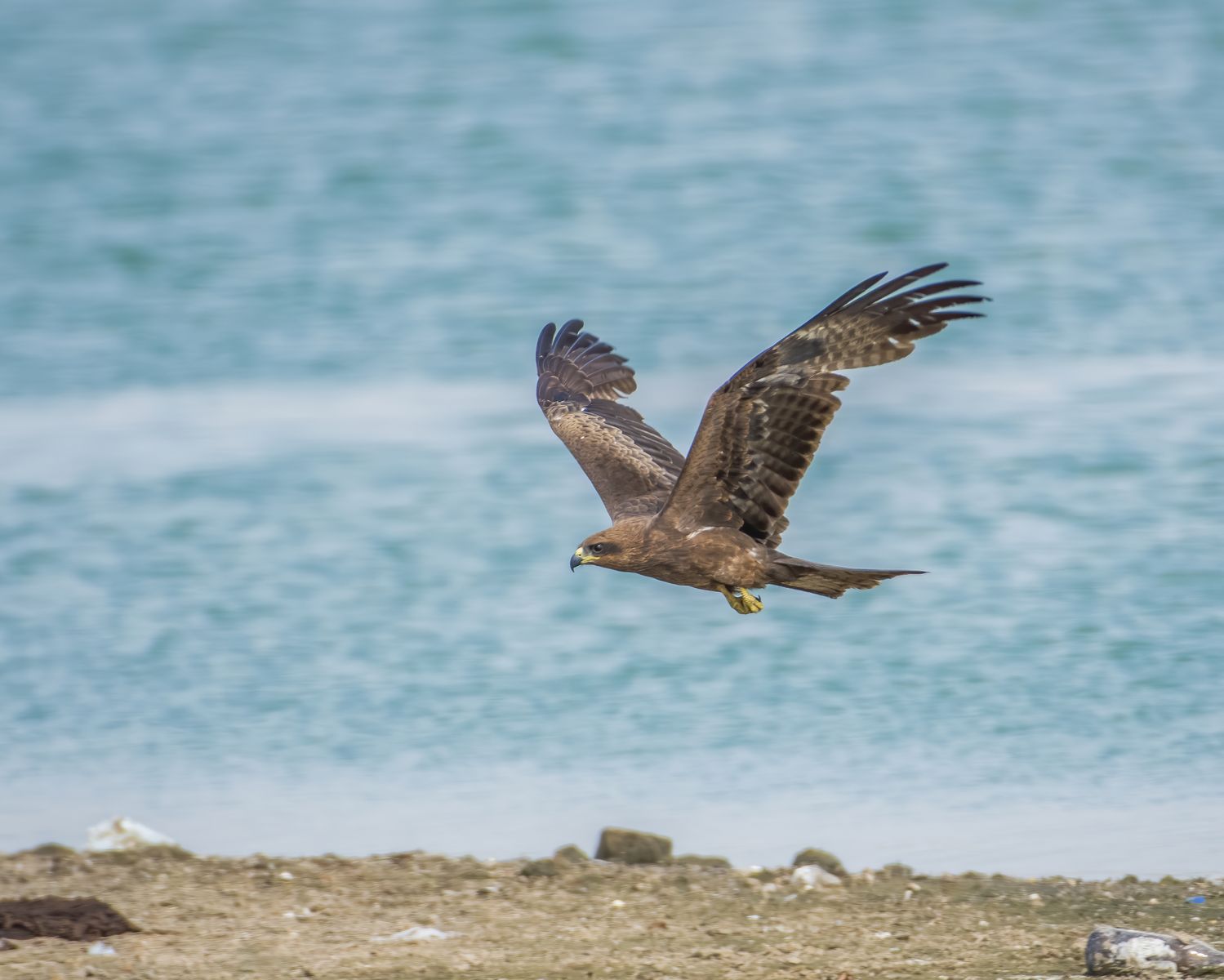 Black kite (5)